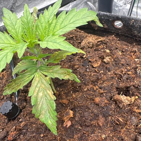 White Widow #1 growlog timeline photo