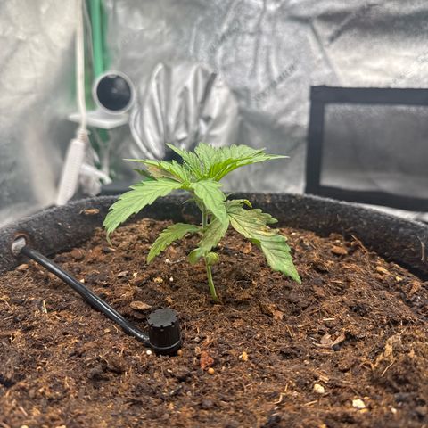 White Widow #1 growlog timeline photo