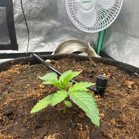 White Widow #2 growlog timeline photo