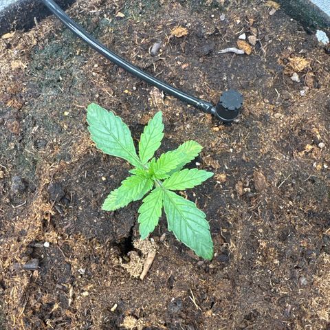 White Widow #2 growlog timeline photo