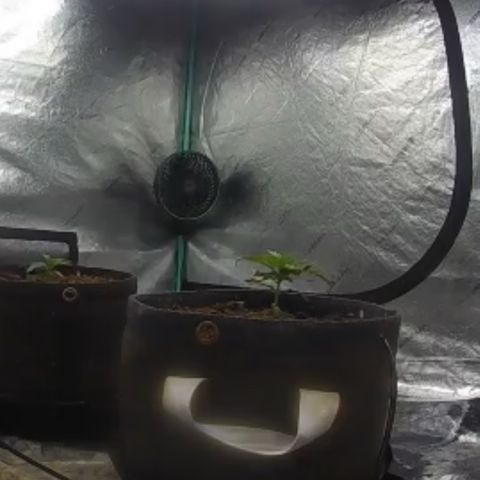 White Widow #1 growlog photo: Home cam view