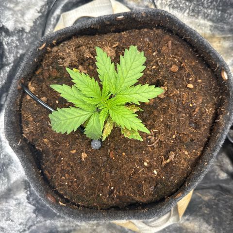 White Widow #1 growlog photo: New leaves are not browning