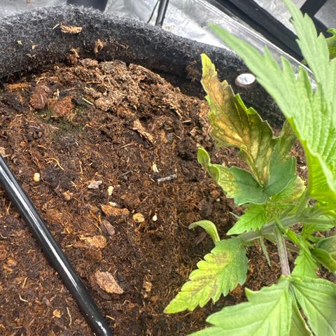 White Widow #1 growlog photo: New leaves are not browning