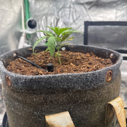 White Widow #1 growlog photo: New leaves are not browning