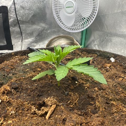 White Widow #2 growlog timeline photo