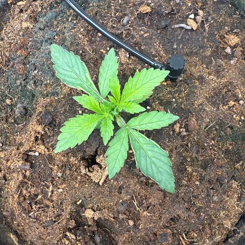 White Widow #2 growlog timeline photo