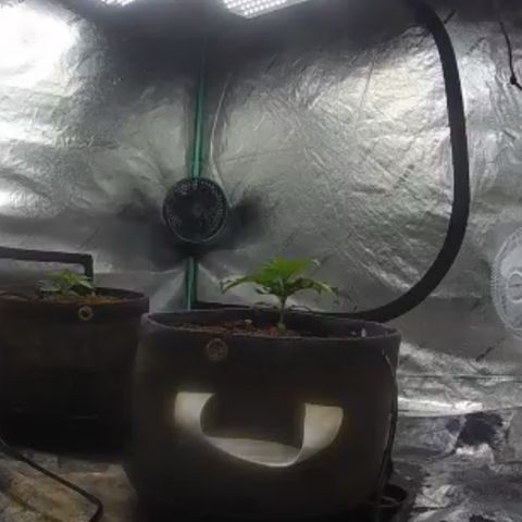 White Widow #2 growlog timeline photo