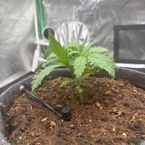 White Widow #1 growlog timeline photo