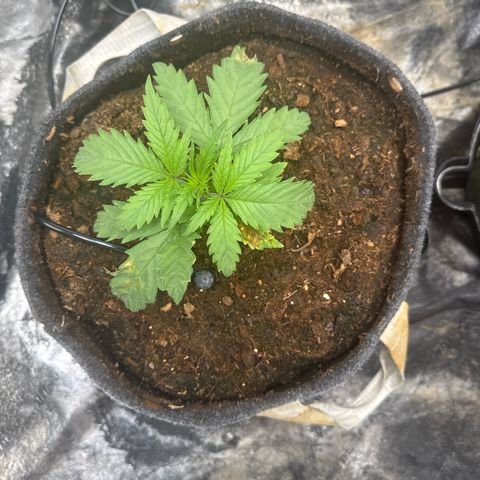 White Widow #1 growlog timeline photo