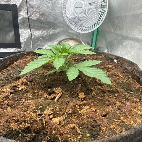 White Widow #2 growlog timeline photo