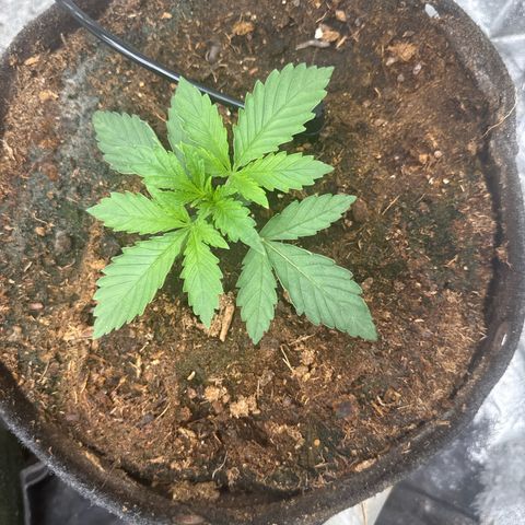 White Widow #2 growlog timeline photo