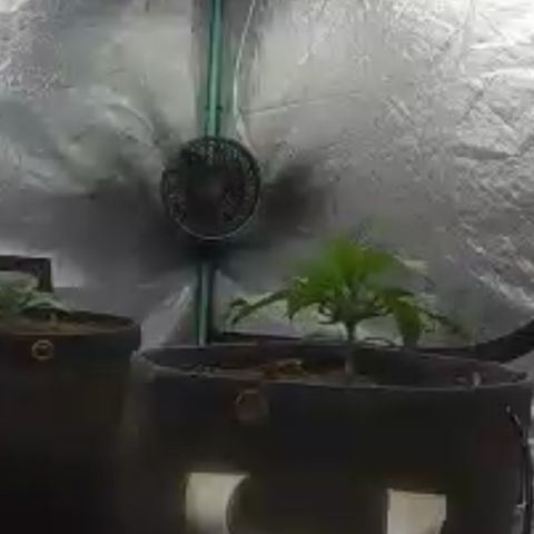 White Widow #2 growlog timeline photo