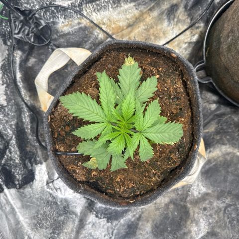 White Widow #1 growlog timeline photo