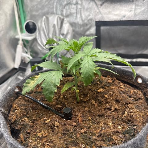 White Widow #1 growlog timeline photo
