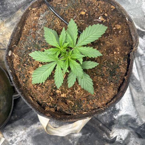 White Widow #2 growlog timeline photo