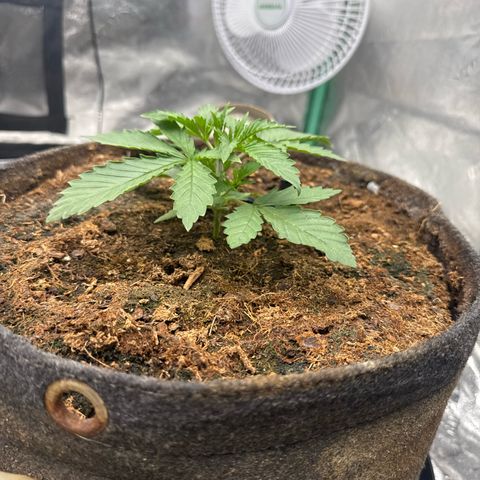 White Widow #2 growlog timeline photo