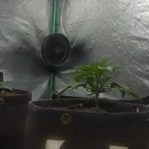 White Widow #2 growlog timeline photo