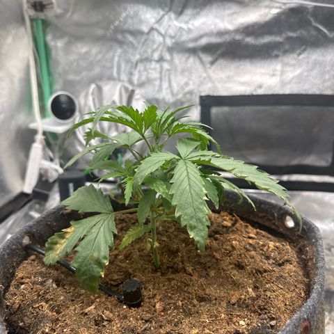 White Widow #1 growlog timeline photo