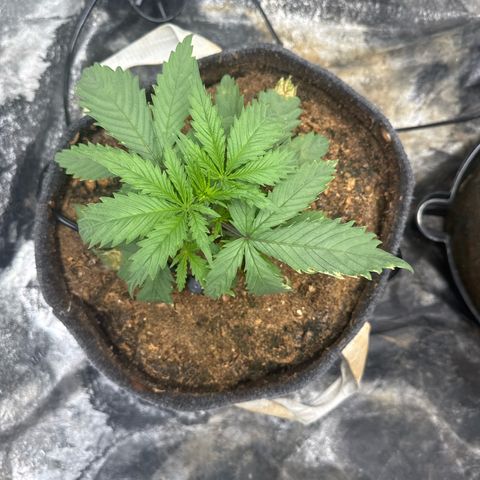 White Widow #1 growlog timeline photo