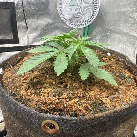 White Widow #2 growlog timeline photo