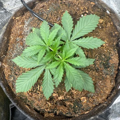 White Widow #2 growlog timeline photo
