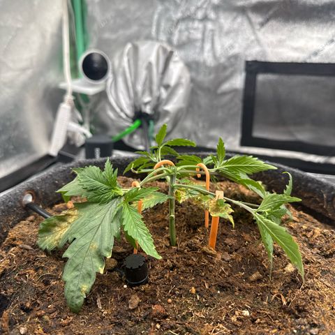 White Widow #1 growlog timeline photo