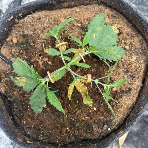 White Widow #1 growlog timeline photo