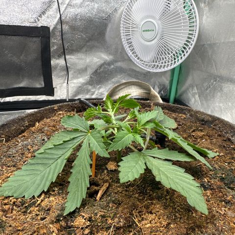 White Widow #2 growlog timeline photo