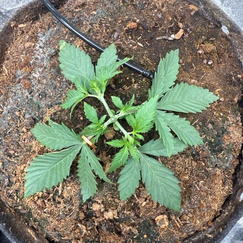 White Widow #2 growlog timeline photo