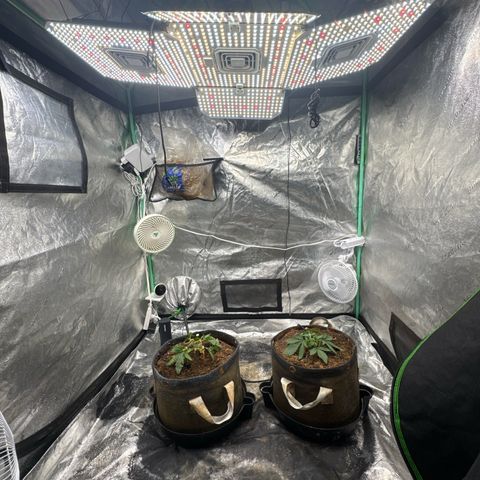 White Widow #2 growlog timeline photo