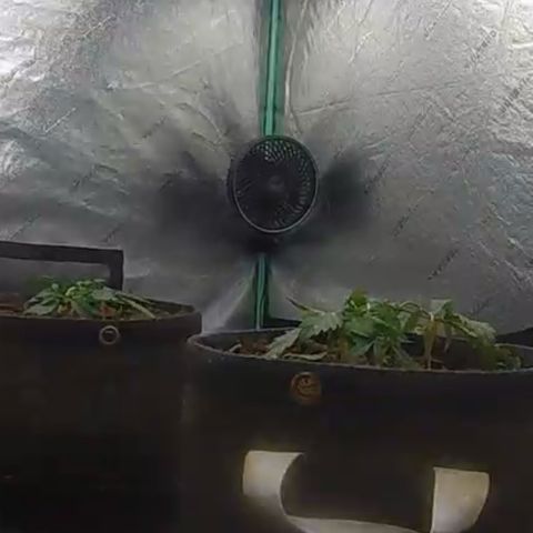 White Widow #2 growlog timeline photo