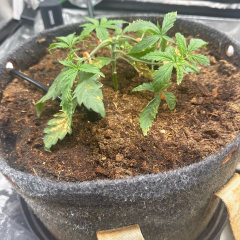 White Widow #1 growlog timeline photo