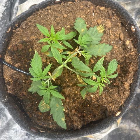 White Widow #1 growlog timeline photo