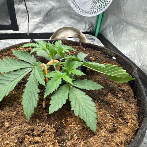 White Widow #2 growlog timeline photo