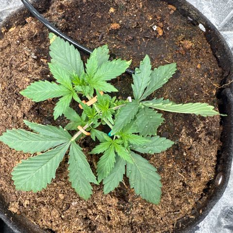 White Widow #2 growlog timeline photo