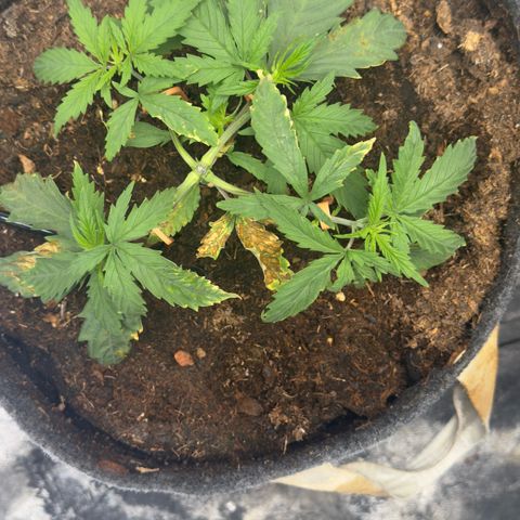 White Widow #1 growlog timeline photo