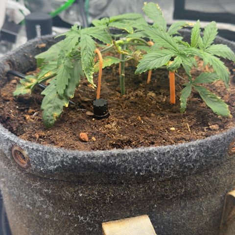 White Widow #1 growlog timeline photo