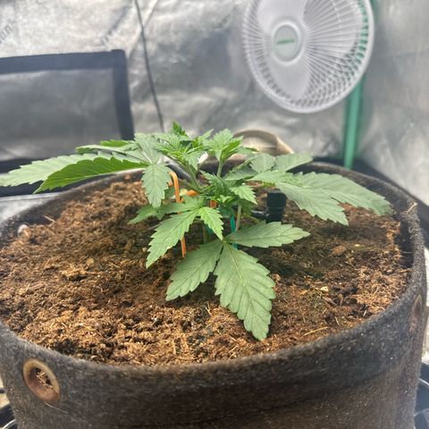 White Widow #2 growlog timeline photo