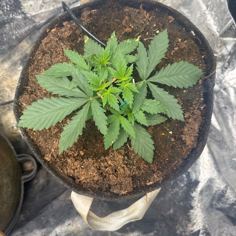 White Widow #2 growlog timeline photo
