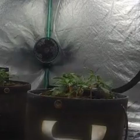White Widow #2 growlog timeline photo