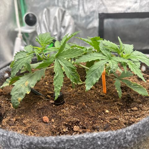 White Widow #1 growlog timeline photo