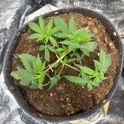 White Widow #1 growlog timeline photo