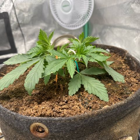 White Widow #2 growlog timeline photo