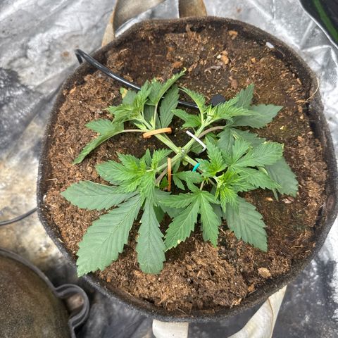 White Widow #2 growlog timeline photo