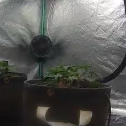 White Widow #2 growlog timeline photo