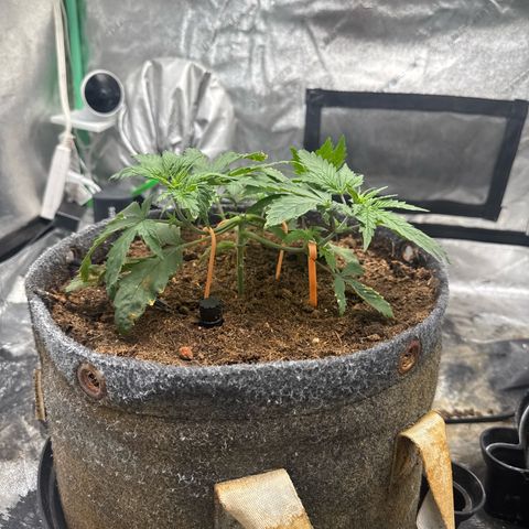 White Widow #1 growlog timeline photo