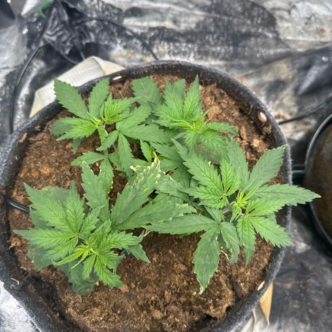 White Widow #1 growlog timeline photo