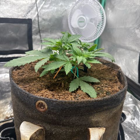 White Widow #2 growlog timeline photo