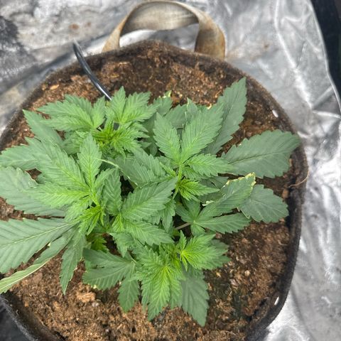 White Widow #2 growlog timeline photo