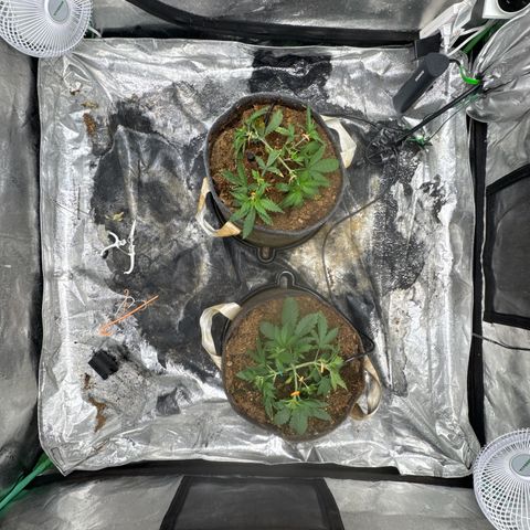White Widow #2 growlog photo: LST